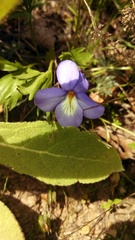 Viola pedata