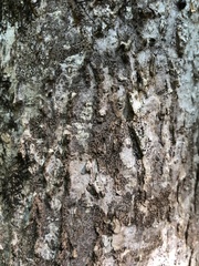 Pseudoschismatomma rufescens