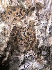 Pseudoschismatomma rufescens