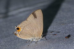 Pratapa icetoides