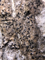 Pseudoschismatomma rufescens