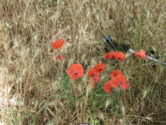Lolium rigidum