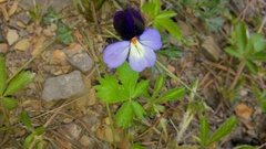 Viola pedata