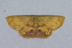 Chrysocraspeda tristicula