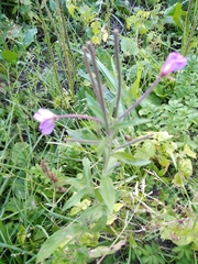 Epilobium hirsutum