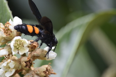 Pygodasis ephippium ephippium