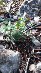 Carlowrightia torreyana