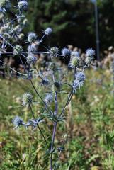 Eryngium planum