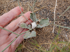 Eriogonum rotundifolium