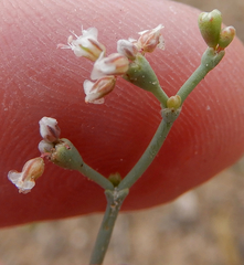 Eriogonum rotundifolium