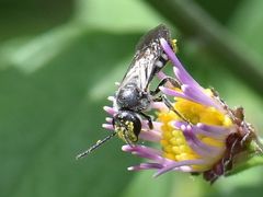 Lasioglossum sexnotatum