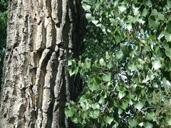 Populus deltoides monilifera