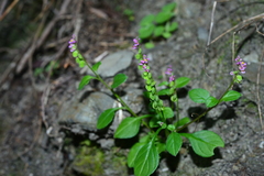 Polygala tatarinowii