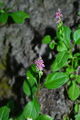 Polygala tatarinowii