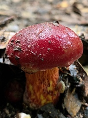 Exsudoporus