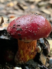 Exsudoporus