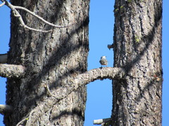 Sitta carolinensis tenuissima