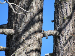 Sitta carolinensis tenuissima