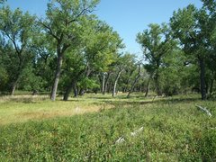 Populus deltoides monilifera