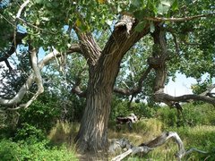 Populus deltoides monilifera
