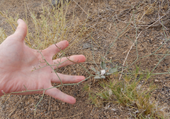 Eriogonum rotundifolium