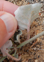 Eriogonum rotundifolium