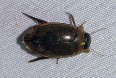 Dytiscinae