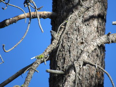 Sitta carolinensis tenuissima