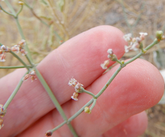 Eriogonum rotundifolium