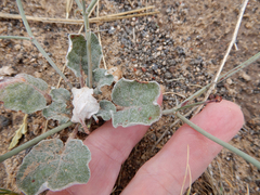 Eriogonum rotundifolium