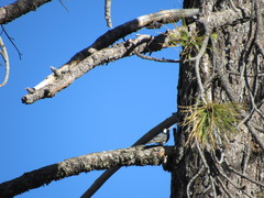 Sitta carolinensis tenuissima