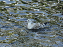 Chroicocephalus ridibundus