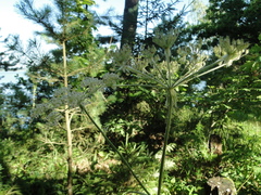 Silphiodaucus prutenicus