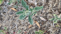 Heliotropium ellipticum