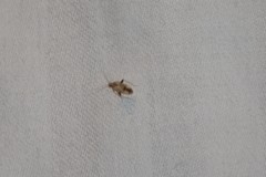 Compsidolon salicellum