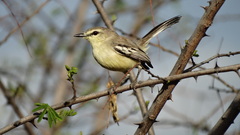 Bahia Wagtail-Tyrant photo 3