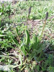 Plantago lanceolata