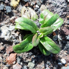 Epilobium