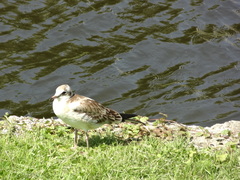 Chroicocephalus ridibundus
