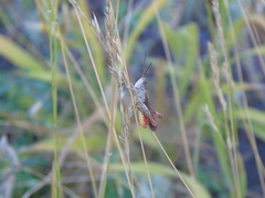 Chorthippus biguttulus euhedickei