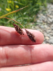Carex atratiformis