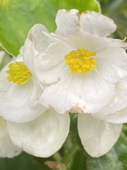 Angiospermae