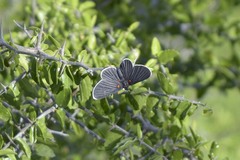 Melanis acroleuca acroleuca