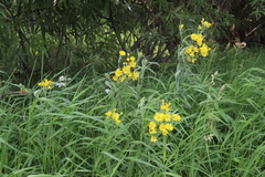 Jacobaea paludosa lanata