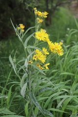 Jacobaea paludosa lanata