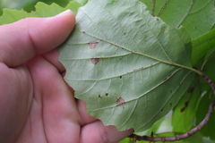 Phyllosticta hamamelidis