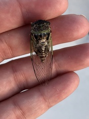 Diceroprocta viridifascia