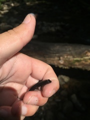 Desmognathus marmoratus