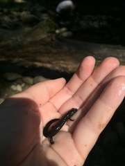 Desmognathus marmoratus