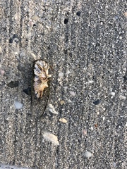 Diceroprocta viridifascia